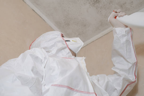 Best Industrial Mold Remediation in Alba, NY