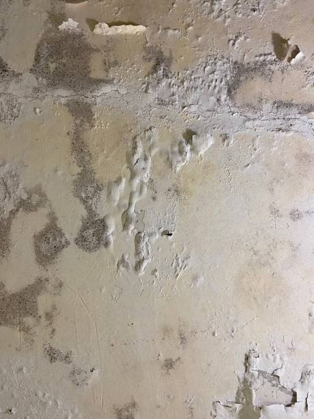 Best Mold Remediation for Specific Building Types in Alba, NY